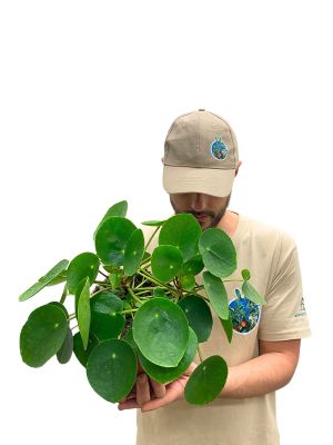 Ufopflanze Pilea Peperomoides
