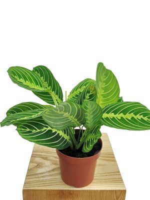 Maranta Lemon Lime