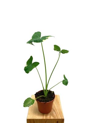 Alocasia Mickey Mouse 30-60cm