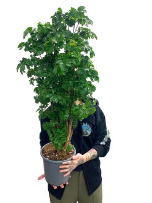 Fiederaralie Polyscias Roble