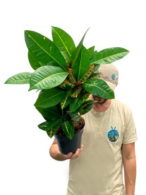 Croton Codiaeum Petra