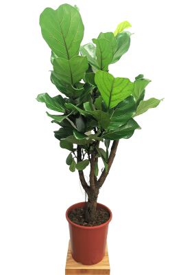 Geigenfeige Ficus lyrata verzweigt