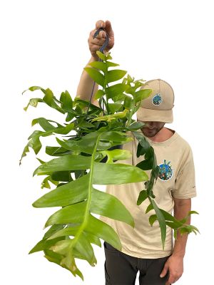 Hänger - Epiphyllum chrysocardium - Gross