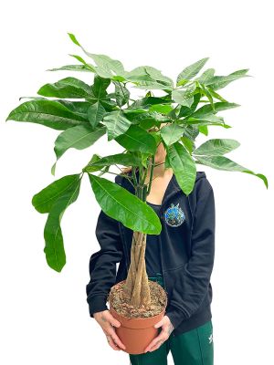 Glückskastanie Pachira Aquatica