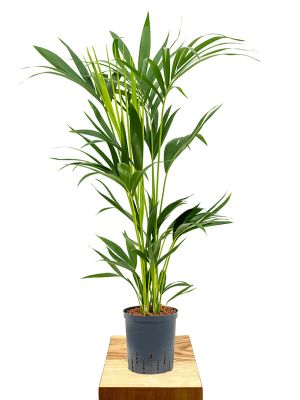 Hydro - Kentiapalme Howea forsteriana