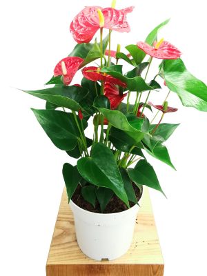 Anthurium Karma Red