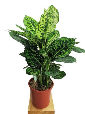 Dieffenbachia Reflector