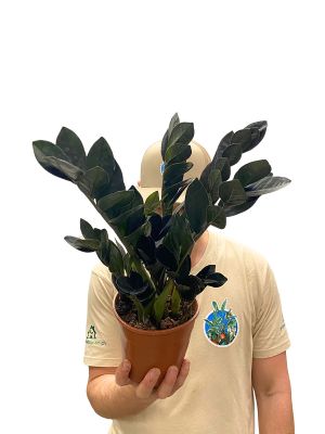 Glücksfeder Zamioculcas Black Raven