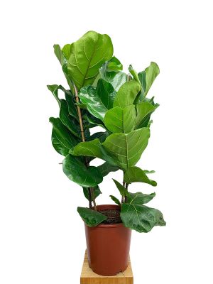 Geigenfeige Ficus lyrata Tuff