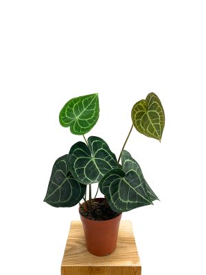 Anthurium Clarinervium