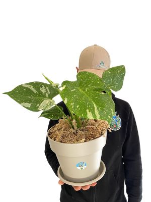 Monstera Thai Constellation