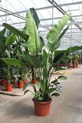 Strelitzia Nicolai - Gross