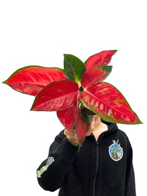 Aglaonema Chili Red