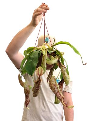 Kannenpflanze Nepenthes Mojito