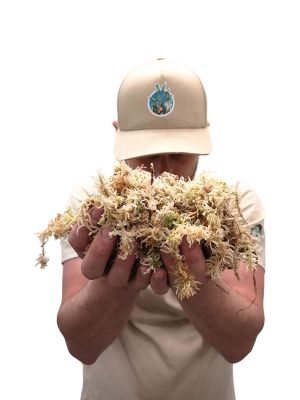 Sphagnum Moos 100g - Frisch