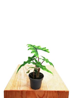Baby Alocasia Jacklyn