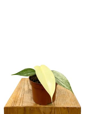 Baby Philodendron Florida Ghost