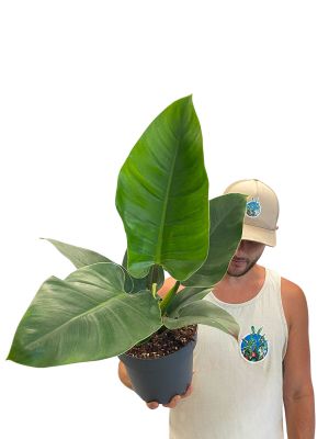 Philodendron Imperial Green