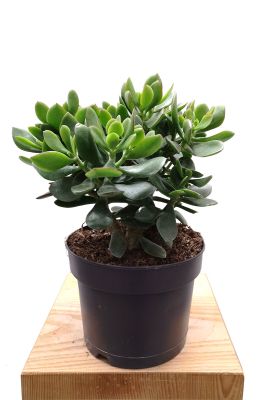 ALT: Geldbaum Crassula ovata Magic