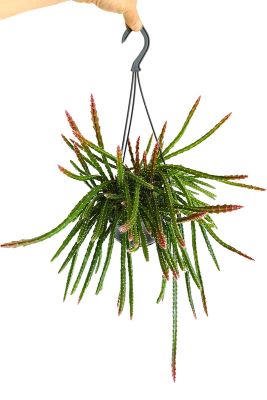 Hänger - Blattkaktus Aporocactus Melany