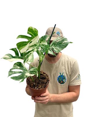 Monstera Deliciosa Variegata