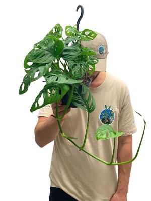 Hänger - Monstera Monkey Leaf