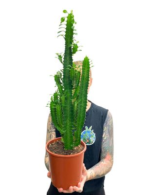 Euphorbia Trigona