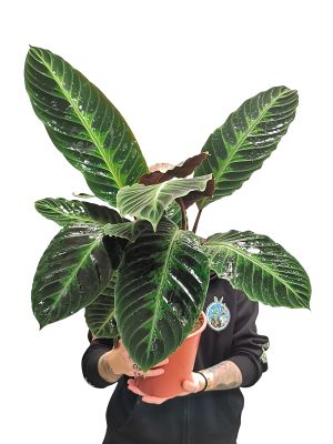 Calathea Warscewiczii