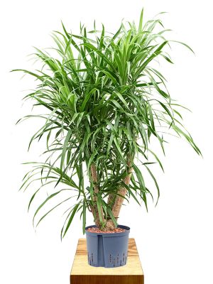 Hydro - Dracaena Anita verzweigt