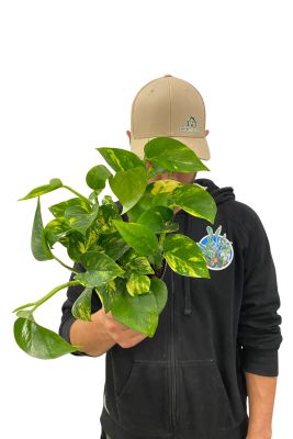 Goldene Efeutute Epipremnum Aureum
