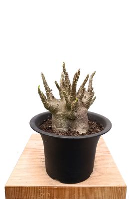 Wüstenrose Adenium Arabicum Baobab - Gross