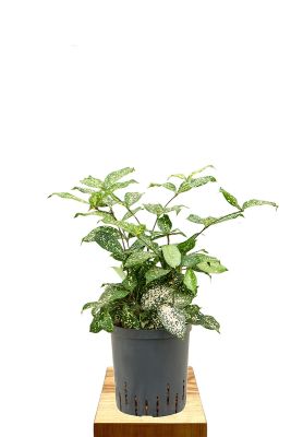 Hydro - Dracaena Florida Beauty