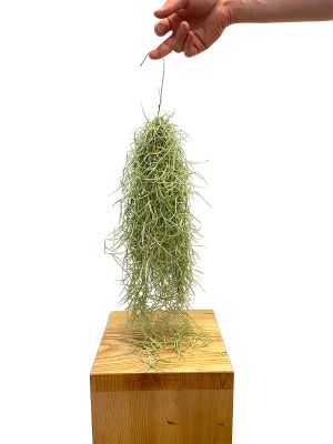 Spanisches Moos Tillandsia Usneoides