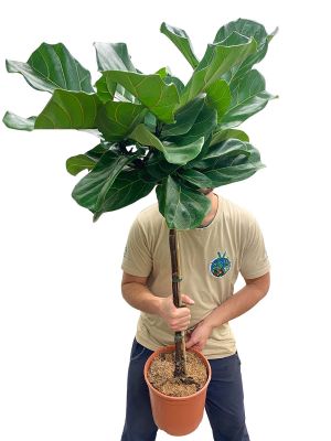 Geigenfeige Ficus lyrata Stämmchen