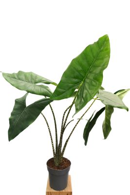 Alocasia Zebrina