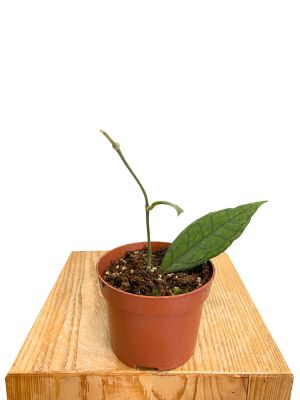 Hoya Finlaysonii Sarawak