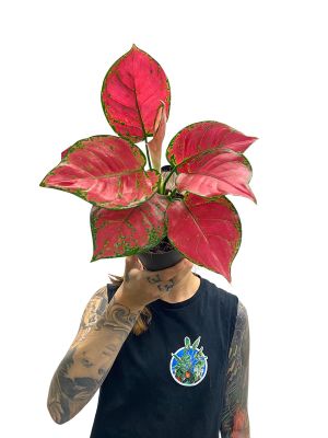 Aglaonema Red Joy