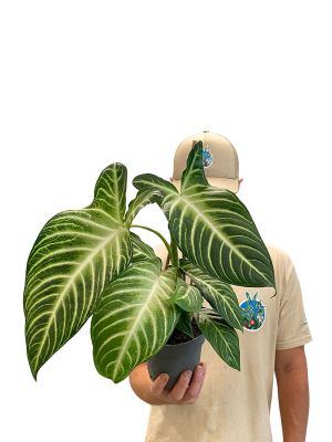 Xanthosoma Lindenii Angel Wing