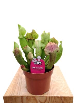 Schlauchpflanze Sarracenia Maroon
