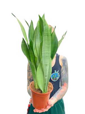 Sansevieria Moonshine