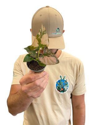 Baby Syngonium Rosa Splash