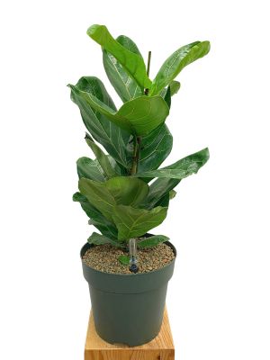 Geigenfeige Ficus lyrata