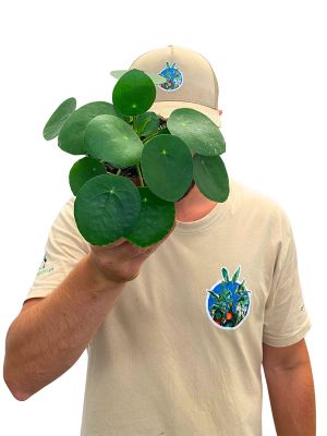 Ufopflanze Pilea Peperomoides