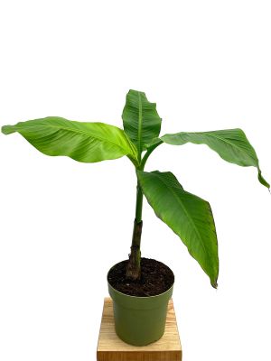 Freilandbanane Musa Basjoo