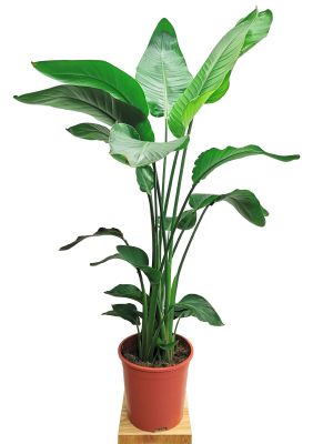 Strelitzia Nicolai