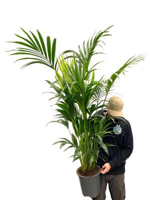 Kentiapalme Howea Forsteriana