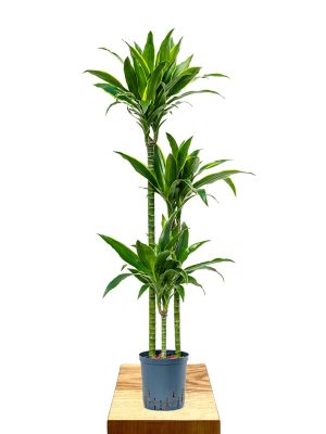 Hydro - Dracaena fragrans Arturo