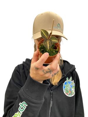 Juwelorchidee Macodes Pearl