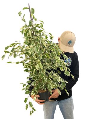 Birkenfeige Ficus Benjamina Twilight