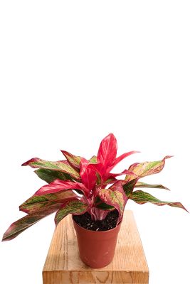 Aglaonema Crete Flame